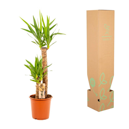 Kamerplant - Yucca - Pot Ø 21cm Hoogte ↕ 100cm