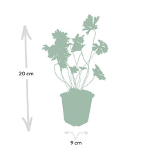 Buitenplant 48x Geranium Rozanne - Bloeiend - Pot Ø 9cm Hoogte ↕ 10-25cm