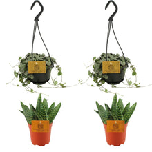 Kamerplant 4x Aloe Paradisicum & Ceropegia Woodii - Pot Ø 10.5cm Hoogte ↕ 10cm