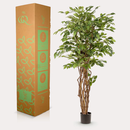 Kunstplant - Ficus liana Vioolbladplant - Hoogte ↕ 170cm