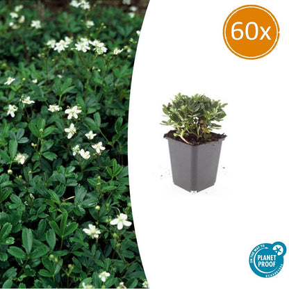 Buitenplant 60x Potentilla tridentata 'Nuuk' - Winterhard - Pot Ø 9cm Hoogte ↕ 10-25cm