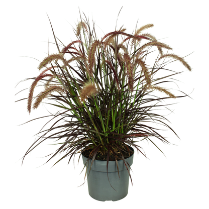 Buitenplant 2x Pennisetum 'Tiny Tails' - Pot Ø 19cm Hoogte ↕ 40-50cm