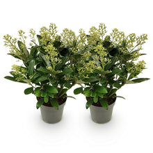 Buitenplant 2x Skimmia japonica Finchy - Winterhard - Pot Ø 15cm Hoogte ↕ 30cm