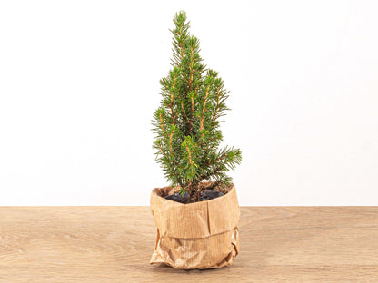 Buitenplant - Picea glauca 'Perfecta' Baby Christmas Tree - Pot Ø 6cm Hoogte ↕ 15-20cm