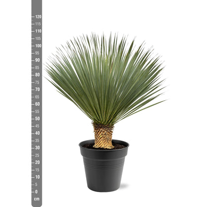 Buitenplant - Yucca rostrata - Winterhard - Pot Ø 40cm Hoogte ↕ 100-120cm