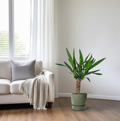 Kamerplant - Yucca - Pot Ø 14cm Hoogte ↕ 60cm