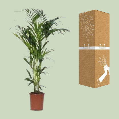 XL kamerplant - Howea - Pot Ø 24cm Hoogte ↕ 140cm