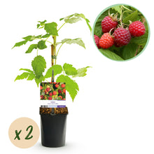 Buitenplant 2x Framboos Rubus idaeus 'Autumn Bliss' - Rode Framboos, Herfstdragend, Winterhard - Pot Ø 11cm Hoogte ↕ 40cm