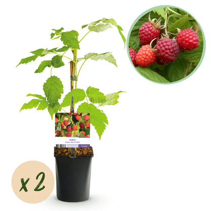 Buitenplant 2x Framboos Rubus idaeus 'Autumn Bliss' - Rode Framboos, Herfstdragend, Winterhard - Pot Ø 11cm Hoogte ↕ 40cm