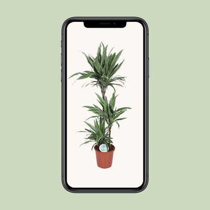 XL Kamerplant - Dracaena Warneckei - Pot Ø 24cm Hoogte ↕ 125cm