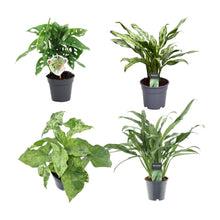 Kamerplant - Groen mix 4 planten - Monstera obliqua, Aglaonema Juliette, Syngonium Mottled, Aglaonema Cutlass
