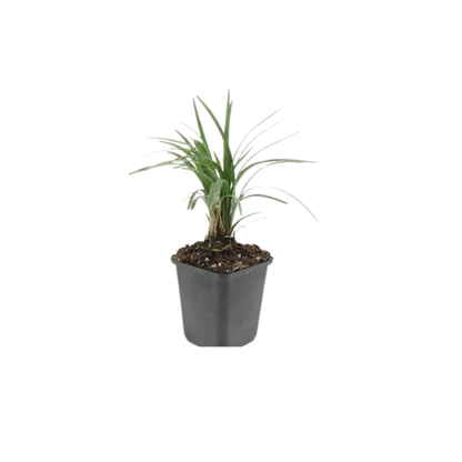 Buitenplant 12x Liriope muscari 'Moneymaker' - Pot Ø 9cm Hoogte ↕ 10-25cm