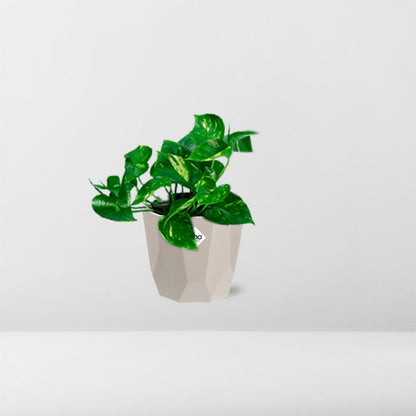 Kamerplant - Epipremnum Pinnatum 'Aureum' - Pot Ø 14cm