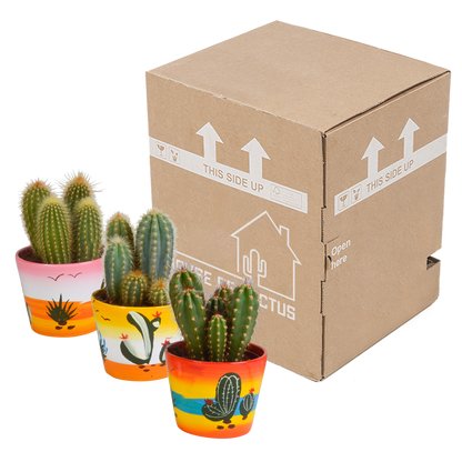 Kamerplant 3x Cereus mix - in Mexicaanse pot - Pot Ø 10,5cm