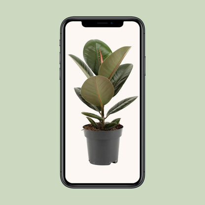 Kamerplant - Ficus Elastica Robusta - Hoogte ↕ 35-95cm