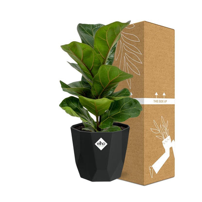 Kamerplant - Ficus Lyrata 'Bambino' - Pot Ø 14cm