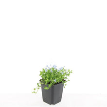 Buitenplant 24x Isotoma fluviatilis 'Alba' - Pot Ø 9cm Hoogte ↕ 10-25cm