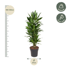 Kamerplant - Dracaena Janet Lind vertakt - Luchtzuiverend - Pot Ø 27cm Hoogte ↕ 110cm