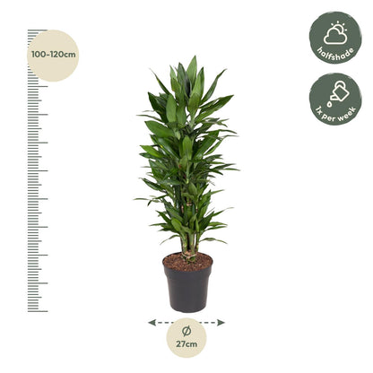 Kamerplant - Dracaena Janet Lind vertakt - Luchtzuiverend - Pot Ø 27cm Hoogte ↕ 110cm