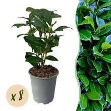 Buitenplant 8x Prunus laurocerasus Novita - Groenblijvend - Pot Ø 9cm Hoogte ↕ 30-35cm