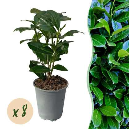 Buitenplant 8x Prunus laurocerasus Novita - Groenblijvend - Pot Ø 9cm Hoogte ↕ 30-35cm