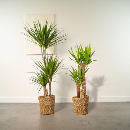 Kamerplant - Dracaena en Yucca combi - Pot Ø 21cm Hoogte ↕ 120cm