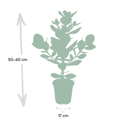 Kamerplant - Clusia Rosea 'Princess' - Pot Ø 17cm Hoogte ↕ 60cm