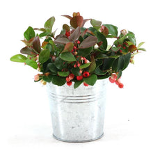 Buitenplant - Gaultheria Pr. 'Big Berry'® - Winterhard - Pot Ø 12cm Hoogte ↕ 15cm