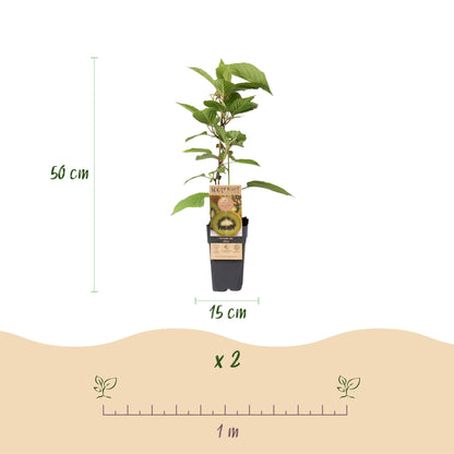 Buitenplant - Actinidia deliciosa Jenny - Groene Kiwi 2 planten - Pot Ø 15cm Hoogte ↕ 50cm