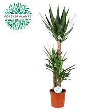 XL kamerplant - Yucca - Pot Ø 24cm Hoogte ↕ 125cm