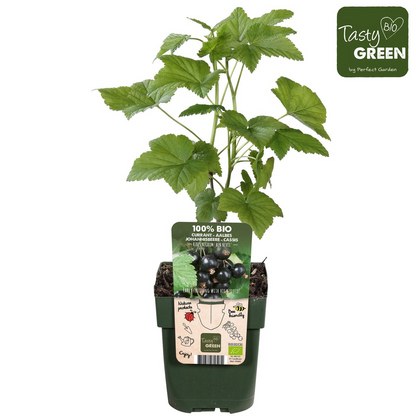 Buitenplant - Ribes nigrum 'Ben Nevis' - Zwarte bes - Pot Ø 13cm Hoogte ↕ 45cm
