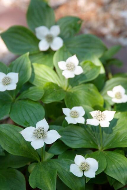Buitenplant 12x Cornus canadensis - Pot Ø 9cm Hoogte ↕ 10-25cm