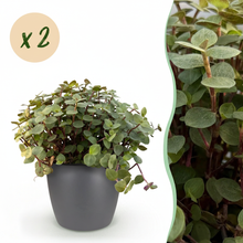 Kamerplant 2x Callisia repens - Pot Ø 12cm Hoogte ↕ 17-20cm