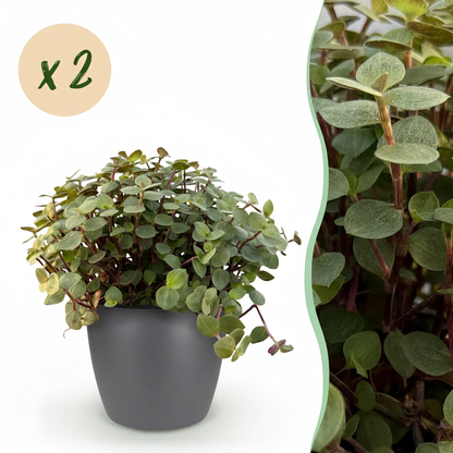 Kamerplant 2x Callisia repens - Pot Ø 12cm Hoogte ↕ 17-20cm