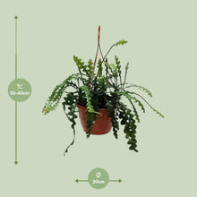 Kamerplant - Epiphyllum Anguleiger - Pot Ø 20cm Hoogte ↕ 60cm