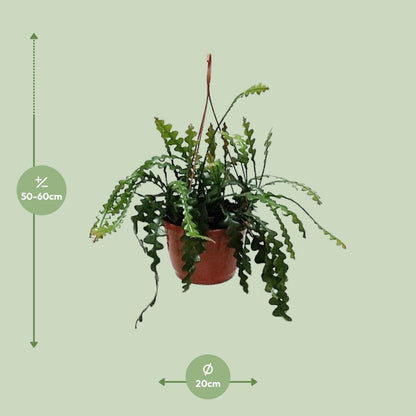 Kamerplant - Epiphyllum Anguleiger - Pot Ø 20cm Hoogte ↕ 60cm