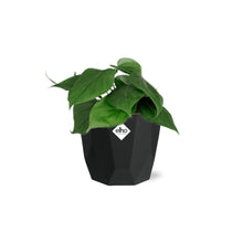 Kamerplant - Philodendron Scandens - Pot Ø 14cm