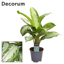 Kamerplant - Aglaonema Silver Bay - Pot Ø 14cm Hoogte ↕ 40cm