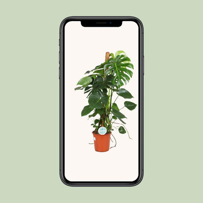 Kamerplant - Monstera Deliciosa - Hoogte ↕ 32-180cm