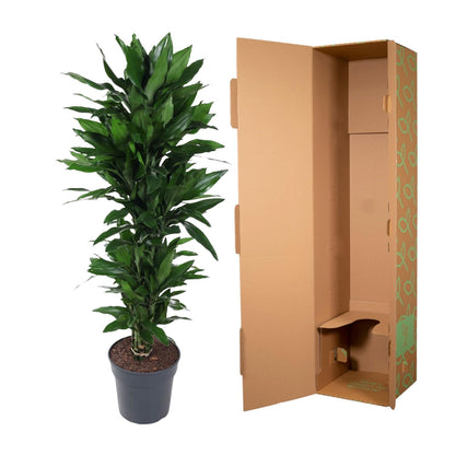 Kamerplant - Dracaena Janet Lind vertakt - Pot Ø 27cm Hoogte ↕ 120cm