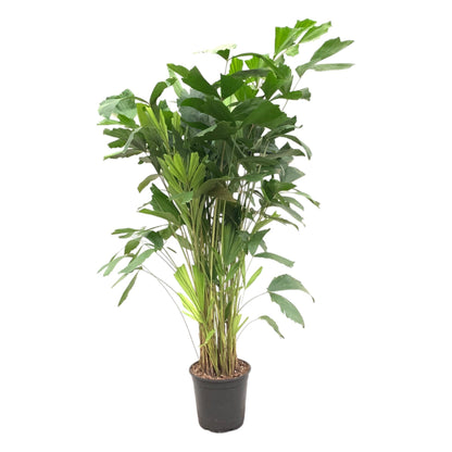 XL kamerplant - Caryota Mitis - Pot Ø 24cm Hoogte ↕ 150cm