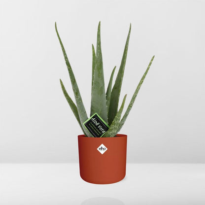 Kamerplant - Aloe Vera - Inclusief sierpot - Pot Ø 12cm
