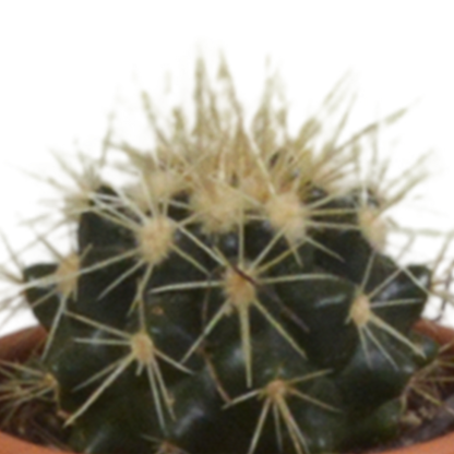Kamerplant 5x Cactus mix - in terracotta pot - Pot Ø 5.5cm