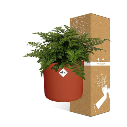 Kamerplant - Asplenium Parvati - Pot Ø 14cm