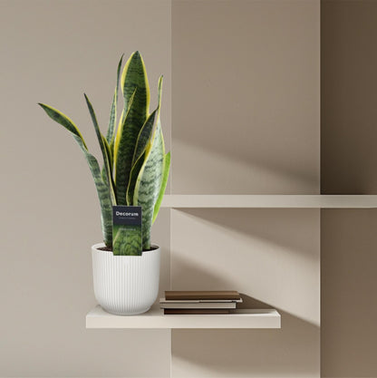 Kamerplant - Sansevieria Laurentii - Pot Ø 12cm Hoogte ↕ 45cm