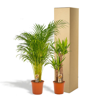 Kamerplant - Areca + Yucca Combi - Pot Ø 24cm / Ø 21cm Hoogte ↕ 130cm / ↕ 100cm
