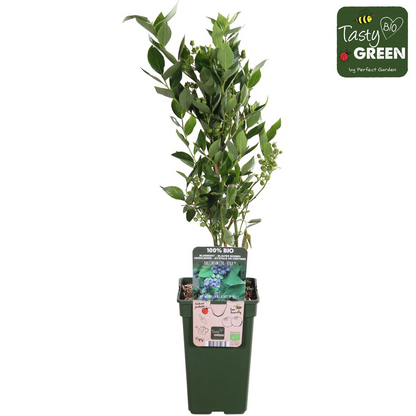 Buitenplant - Vaccinium corymbosum 'Reka' - Blauwe bes - Pot Ø 13cm Hoogte ↕ 45cm