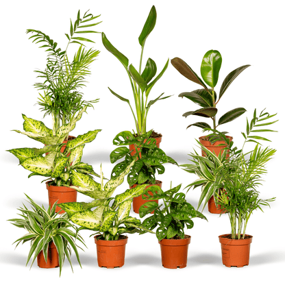 Kamerplant 10x Verrassingsbox - Pot Ø 12cm Hoogte ↕ 25cm
