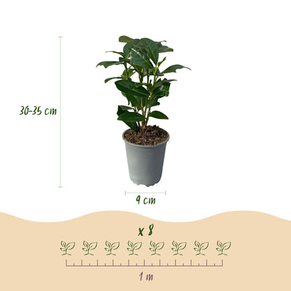 Buitenplant 8x Prunus laurocerasus Novita - Groenblijvend - Pot Ø 9cm Hoogte ↕ 30-35cm