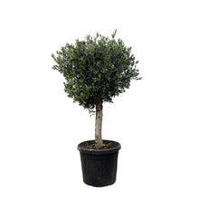XL plant - Olea europaea - Pot Ø 50cm Hoogte ↕ 180cm